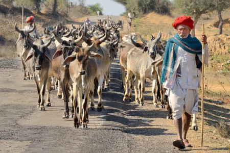 Best of show-Ieper-R.Pauwels
